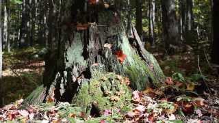 Lac Brome in the fall