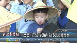 草莓自己種 老梅附幼多元食農教育