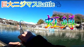 ニジマス3倍体Battle 桂川フライルアー釣場 #2  【Japanese rainbow trout fishing】