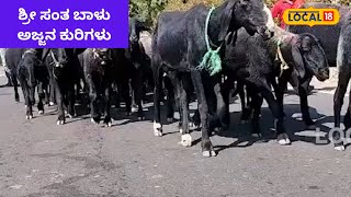 Belagavi Sheep | ಈ ಕುರಿಗಳು ಬೆಳೆ ತಿಂದರೆ ಸಮೃದ್ಧಿಯಂತೆ, ಏನಿದರ ಗುಟ್ಟು ನೋಡಿ! | #local18