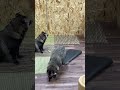 カーペットにイタズラするたぬき達 tanuki tearing up the carpet and playing tricks