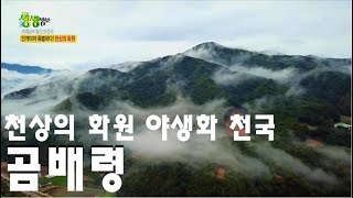 이재성의 명산도전기: 천상의 화원 곰배령에서 원시림과 야생화를 만나다.  [2TV 생생정보] | KBS 220617 방송