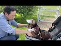 【犬連れ旅行千葉九十九里観光】愛犬とお出かけスポットを巡る一泊二日旅①旅するペットショップの売れ残りと元保護犬