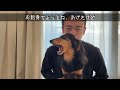 【犬連れ旅行千葉九十九里観光】愛犬とお出かけスポットを巡る一泊二日旅①旅するペットショップの売れ残りと元保護犬