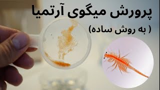 پرورش میگوی آرتمیا  (به روش کاملا ساده )  hatching Brine shrimps ( simple method )