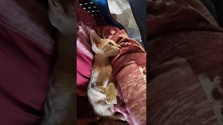 കള്ളം നോട്ടം കുട്ടൂസന്!!!cat shot new