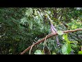 Indian Grey Hornbill perching on a tree branch