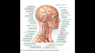 291. Загальна сонна артерія - AnatomUa - AUDIO