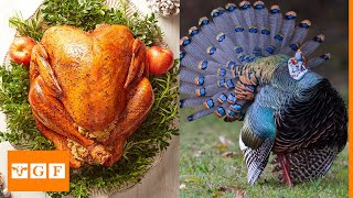 Top 10 Best Turkey Breeds