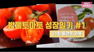 방울토마토 성장일기 #1 ; 초보자도 쉽게 키우는 방울토마토 ; 도마도재배자 ; 200424