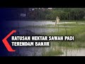 Ratusan Hektar Sawah Padi Terendam Banjir