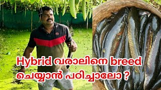 Hybrid വരാലിനെ breed ചെയ്യാൻ പഠിച്ചാലോ ?