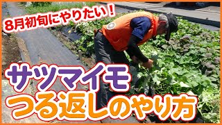 How to return vines and manage in August by cultivating sweet potatoes taught by Japanese farmers.