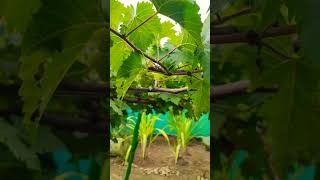 Grapes on a grape plant #திராட்சை செடியில் திராட்சை காய்