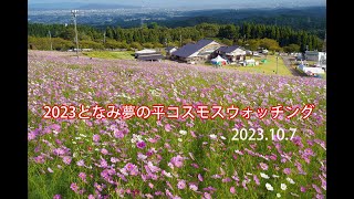 2023となみ夢の平コスモスウォッチング　2023 10 7