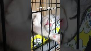 【子猫】ベロだし白目で爆睡中【保護猫】