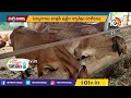 అద్దెగర్భంలో ఆవు దూడలు cow calves in womb matti manishi 10tv news