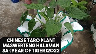 Chinese taro Plant/alocasio cucullata Lucky Plant 2022