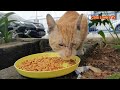 astagfirullah induk kucing ini minta makan untuk anaknya endingnya sedih banget anaknya malah mati.