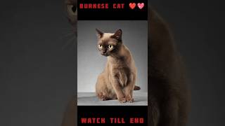 BURNESE CAT 💖 STATUS #viral #youtubeshorts #trending #cats #dog