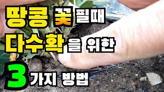 땅콩 꽃필때 다수확을 위한 3가지 방법, 땅콩 다수확 비법 3가지 /           땅콩재배법 / 땅콩 다수확