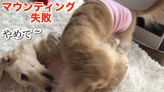 マウンティング に失敗する先住犬【ミニチュアダックスフンド多頭飼い】