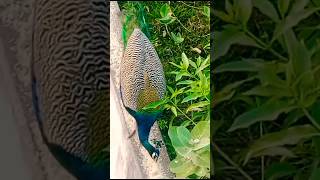 நம்ம நெல்லை #அழகு மயில் #peacock #nellai birds# national bird