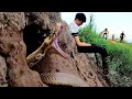 Young Boy Got Shocked When 100 King Cobra Roaring Underground | Mike Vlogs