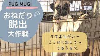 【鳴き声】子犬パグのおねだり大作戦♪≪ケージからの脱出≫