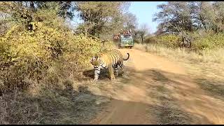 Enjoy Tiger Safari 🐾 by Canter in Ranthambore Zone 4