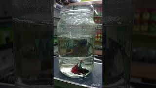 betta fish 😍 உங்க யாருக்கெல்லாம் பிடிக்கும்