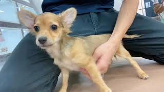 かまって！なでなでして！おもちゃそっちのけのチワックスちゃん＊ペットショップ犬の家京都樟葉店＊