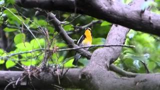 キビタキ(Narcissus flycatcher)の鳴き声(囀り） June 10,2012