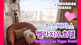 Cute dog in Las Vegas ♥ Bellagio LasVegas Hotel | Fountain View Room | Conservatory\u0026Botanical Garden