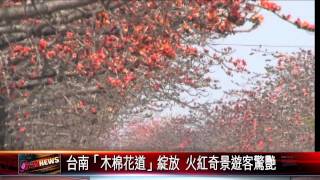 20150413 台南「木棉花道」綻放 火紅奇景遊客驚艷