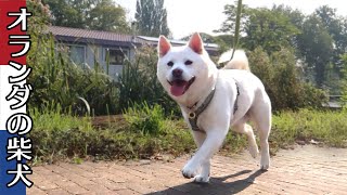 柴犬柿丸 のんびり公園散歩【オランダ / 環境音 / 4K】Kaki-Maru the Shiba Inu