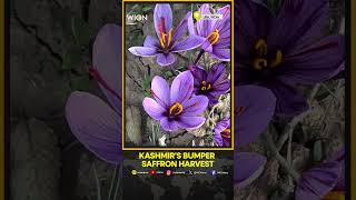 Kashmir: Bumper saffron harvest after a decade, farmers joyous