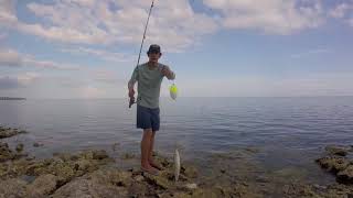 Tarpon Jumping while Fishing from Shore in the Florida Keys