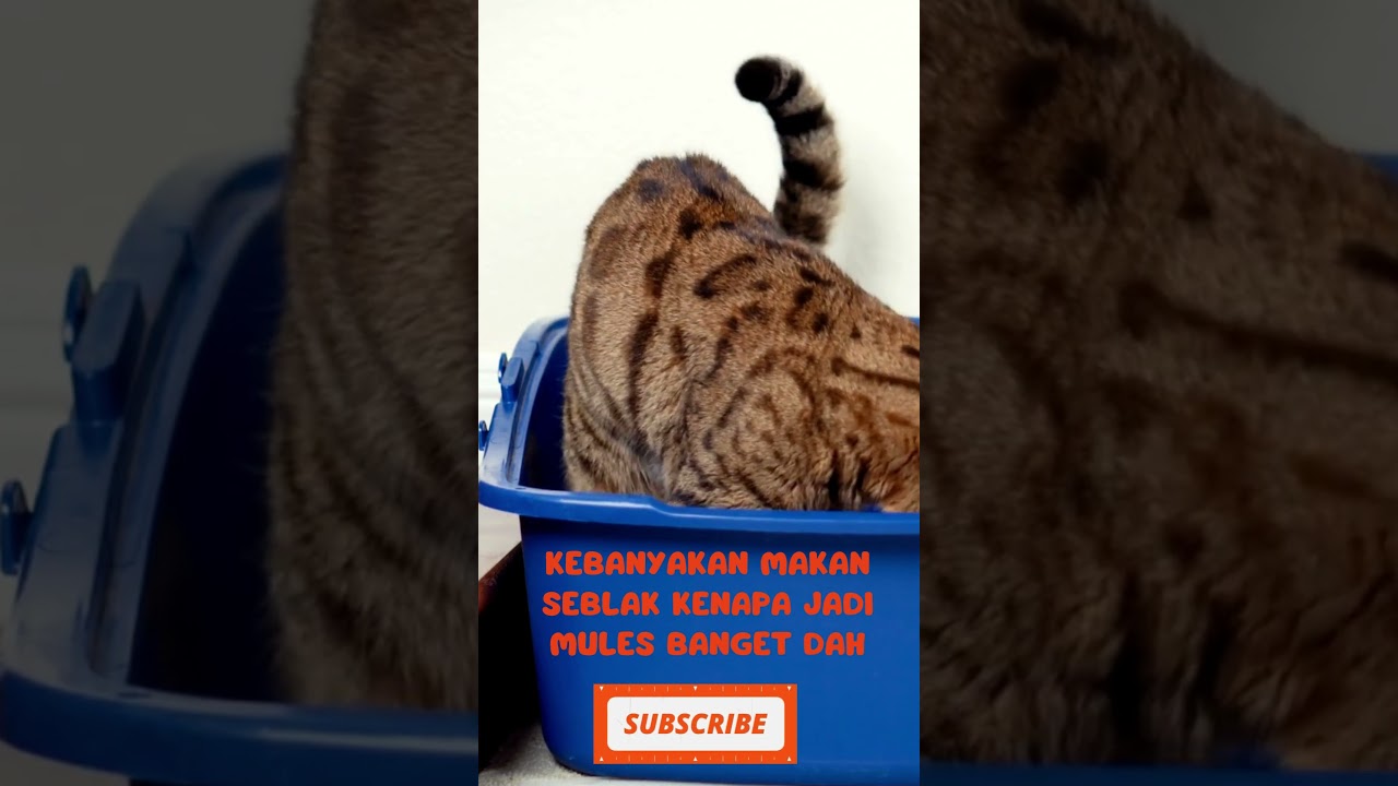 Kucing Viral Tiktok Shorts Shorts Housepetscare