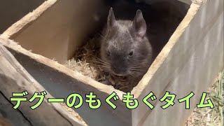 お食事中のデグーが可愛すぎた