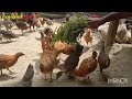 শীতকালে মুরগির ভয়াবহ কিছু রোগ এর চিকিৎসা local chicken farming @chitrapurikrishichita