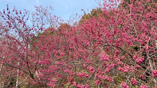 2022/03/10　大洲家族旅行村の寒緋桜　その２　〜愛媛県大洲市〜