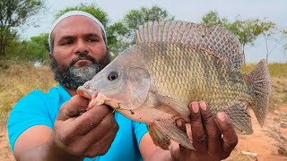 AMAZING FISHING CATCHING BIG SIZE TILAPIA FISHES (1.5KG) WITH GUCCHA HOOKS