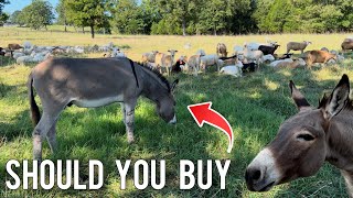 Should You Buy A Donkey? | Livestock Guardian Donkey