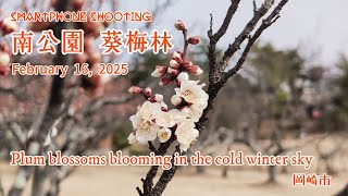 岡崎市南公園 葵梅林 寒空に咲き始めた梅の花（4K）− Plum blossoms blooming in the cold winter sky −