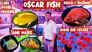 Oscar Fish | Oscar fish Care, Oscar fish disease and treatment, Oscar fish Tankmates | Pari Aquarium