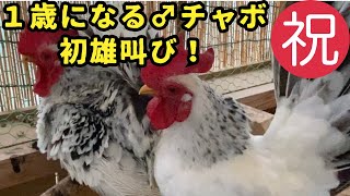 【ニワトリ飼育】１歳直前の♂チャボにこの日がやっと来た！【沖縄田舎暮らし】