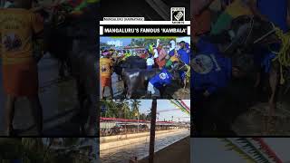 Mangaluru’s famous Buffalo race “Rama-Lakshmana Jodukere Kambala”