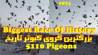 بزرگترین مسابقه کبوتر تاریخ ایران و جهان در کاشان و کرج BIGGEST PIGEONS RACE OF WORLD HISTORY KASHAN