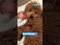 Golden Doodle Snuggles With Baby | The Dodo